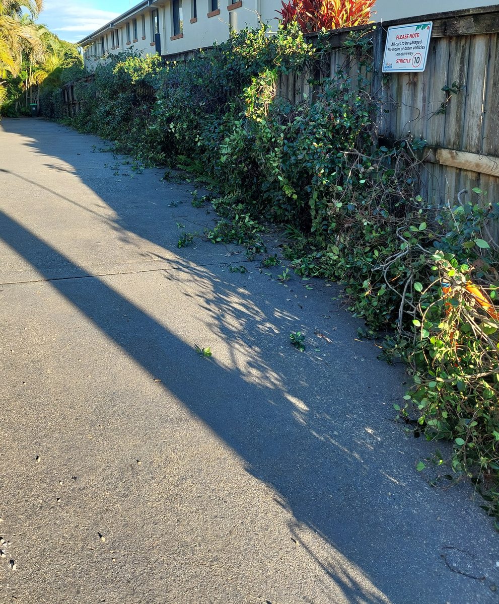Overgrown fence line part-way through cutting back
