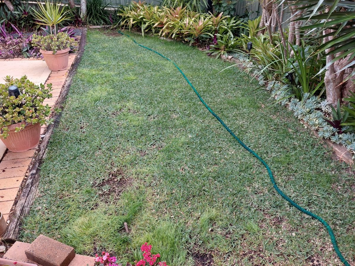Tired lawn strip before the garden makeover
